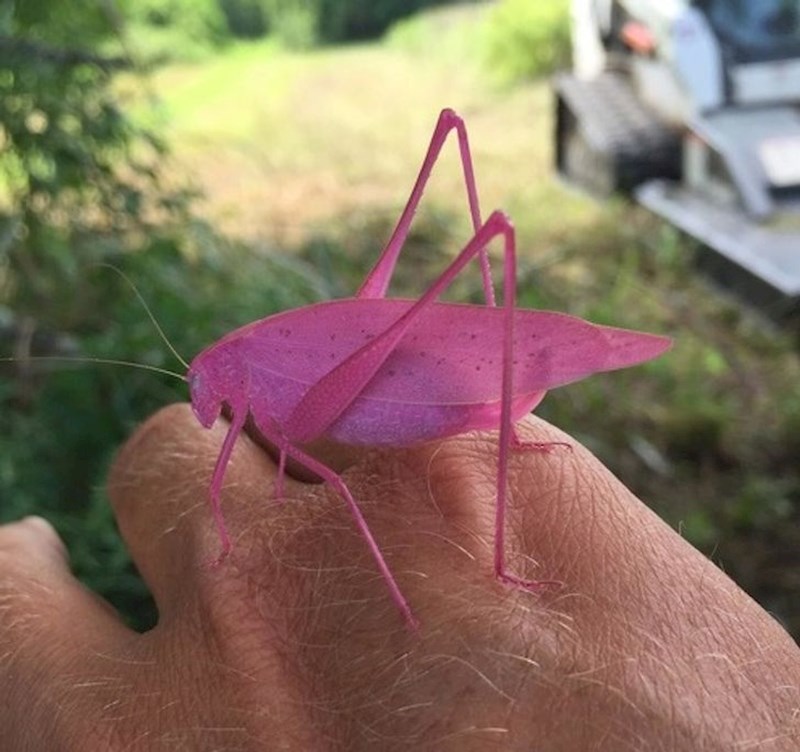 Ružičasti skakavac