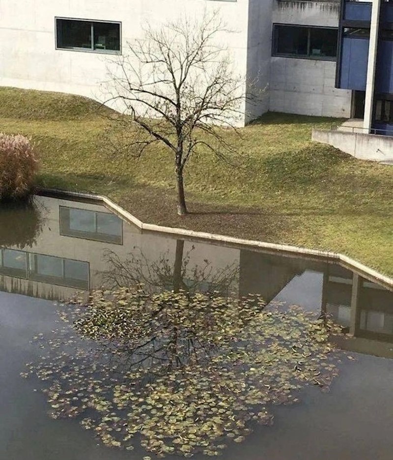 Otpalo lišće u vodi stvorilo je novo stablo