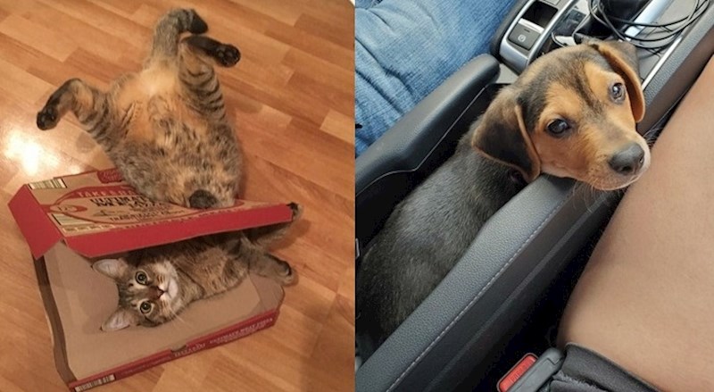 20 životinja koje mogu osvojiti bilo koji prostor, čak i ako je nevjerojatno malen