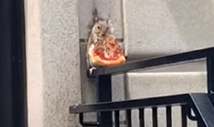 Mali lopov - netko je snimio vjevericu koja je sjedila ispred nečijih kućnih vrata i jela pizzu