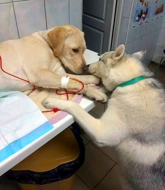Pas u veterinarskoj ambulanti tješi pse koji su zbog bolesti završili u ambulanti