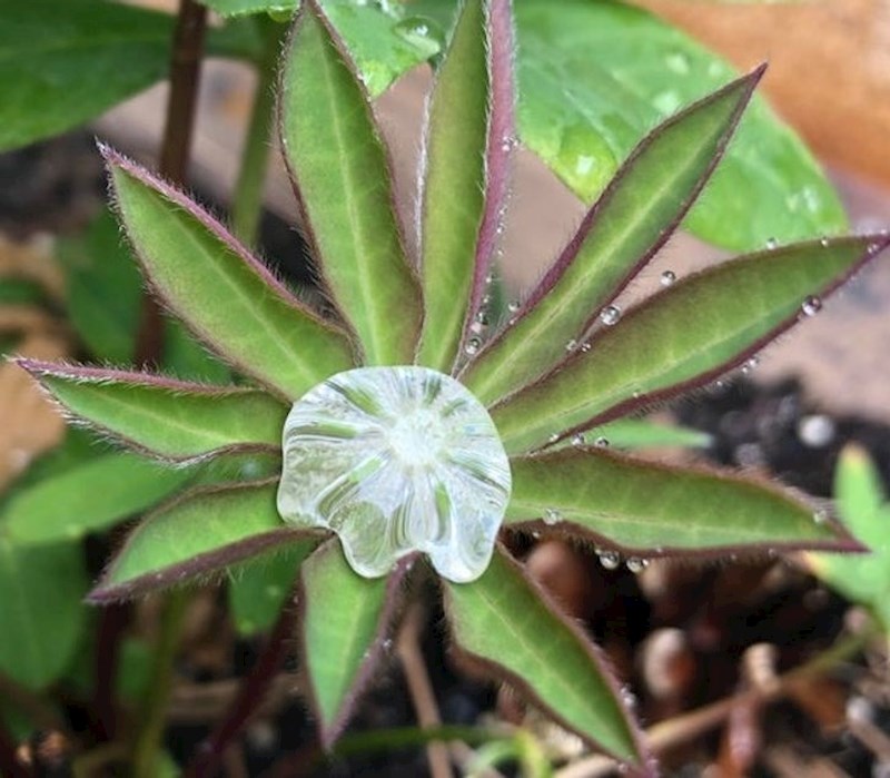 Ovo nije paukova mreža, nego kapljica vode