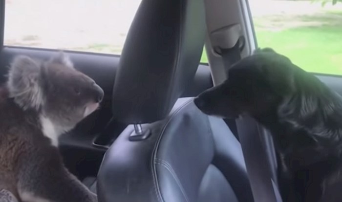 VIDEO Čovjek je ostavio otvoren prozor na autu, pogledajte koga je pronašao kada se vratio