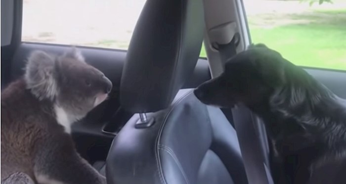 VIDEO Čovjek je ostavio otvoren prozor na autu, pogledajte koga je pronašao kada se vratio