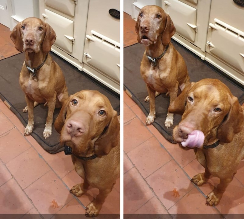 Nakon što je shvatio da je drugi u redu za slasticu...