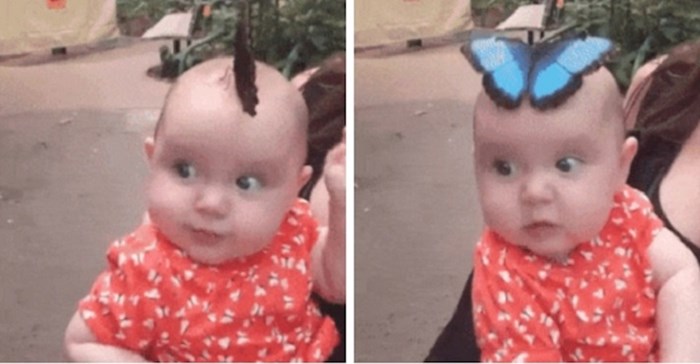 Preslatkoj bebici je na glavu sletio ogroman leptir, njeni roditelji su sve snimili
