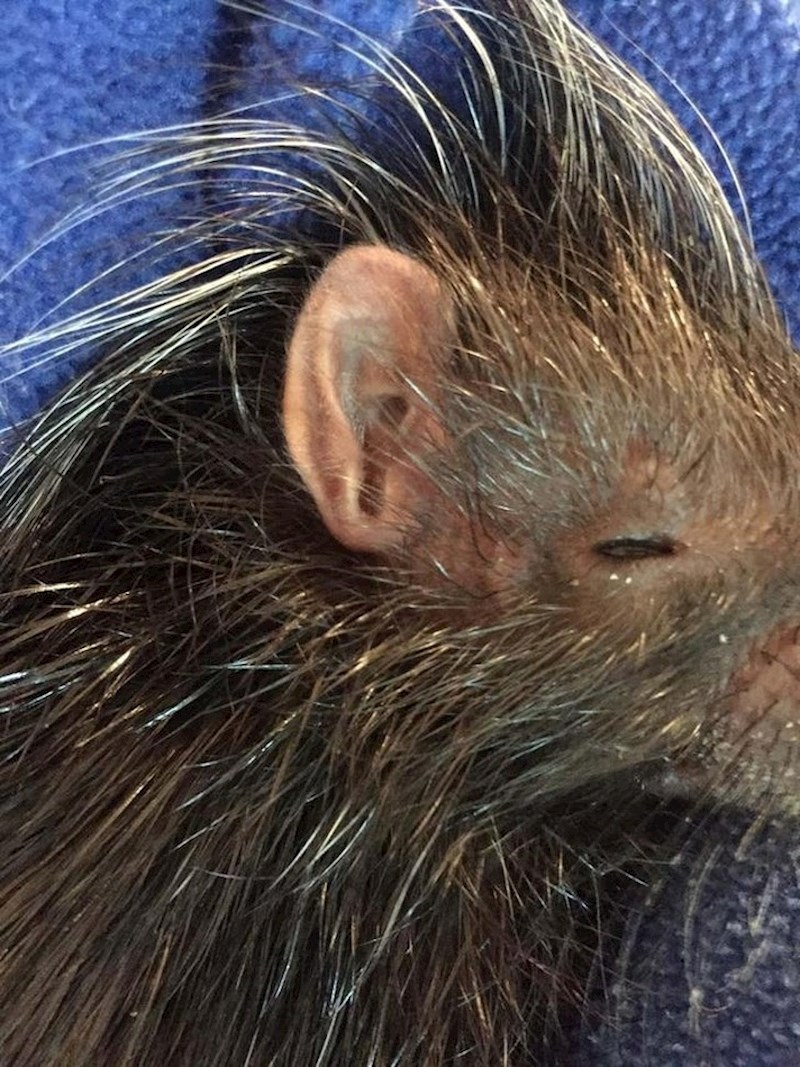 Uši dikobraza izgledaju kao ljudske