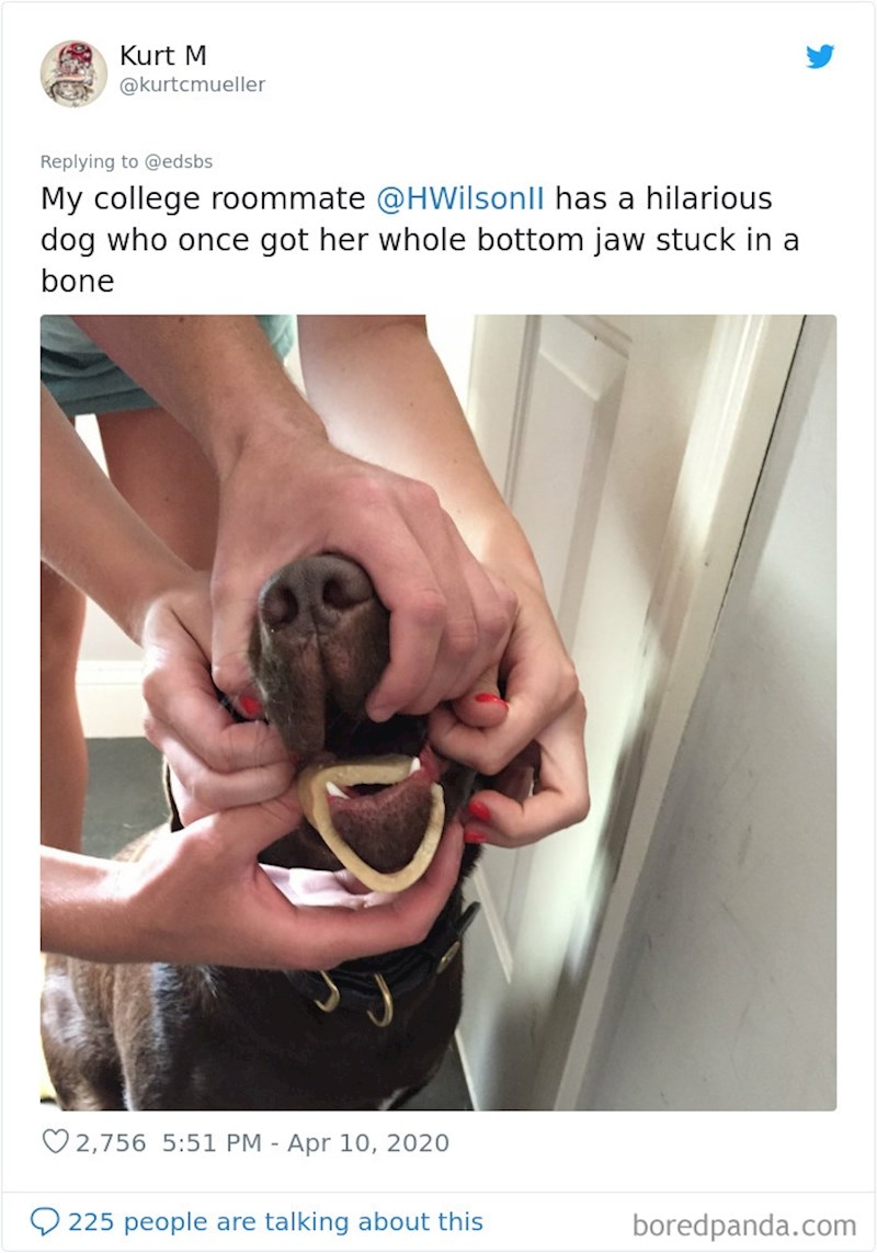 "Moj cimer s faksa imao je psa čija je cijela čeljust zapela u kost"