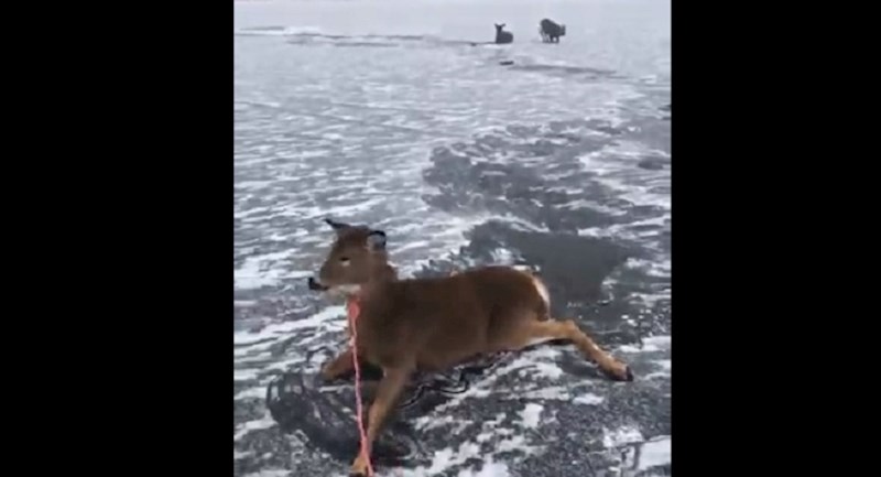 Čovjek je spasio uplašene jelene sa smrznutog jezera, pogledajte video spašavanja