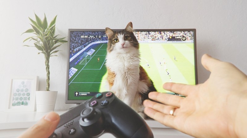 Mačka ovog vlasnika ne voli kada on igra igrice