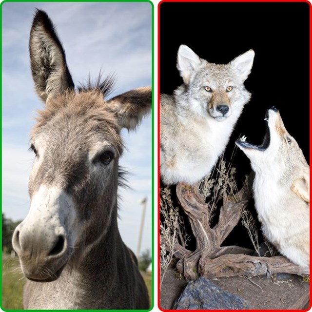 Kada ga okruže kojoti, magarac ispušta zvuk koji njih jako prestraši. Čak ih nekada i napadne nogama i zubima. Farmeri čak drže majmune kao obranu dugih životinja od kojota