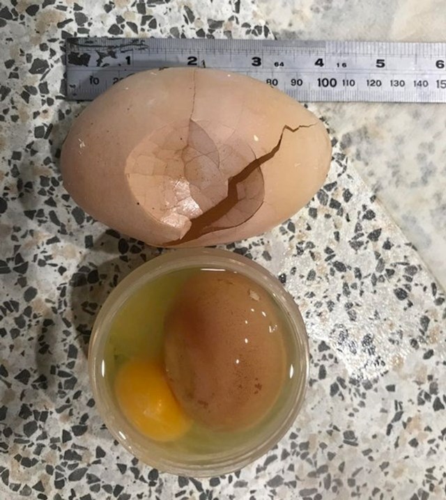 "Naša kokoš je izlegla ogromno jaje u kojem je bilo jaje"