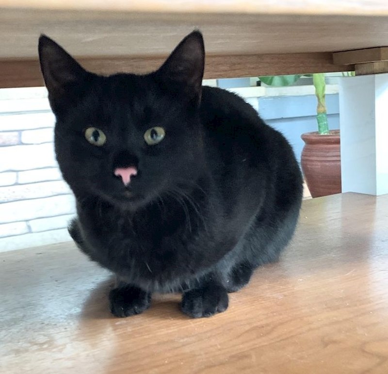 Crna maca s ružičastim nosićem :)