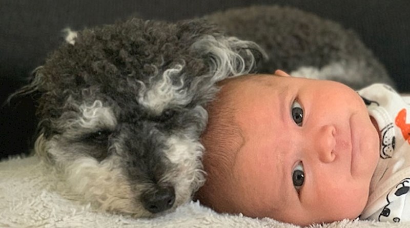 Nakon ovih preslatkih fotki sigurni smo da ćete svojoj djeci udomiti psa