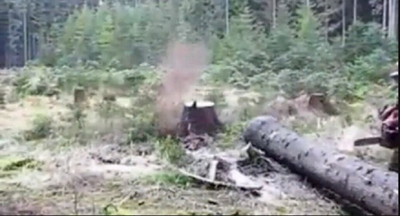 Nećete vjerovati što se desilo kada je ovaj čovjek otpilio ovo staro drvo