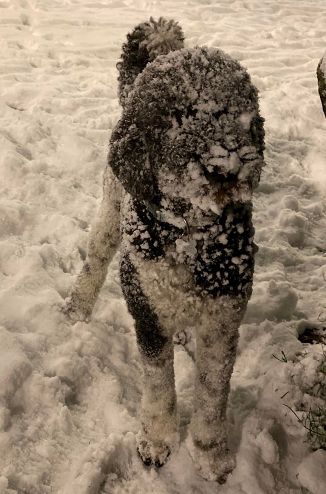 Bob obožava snijeg!
