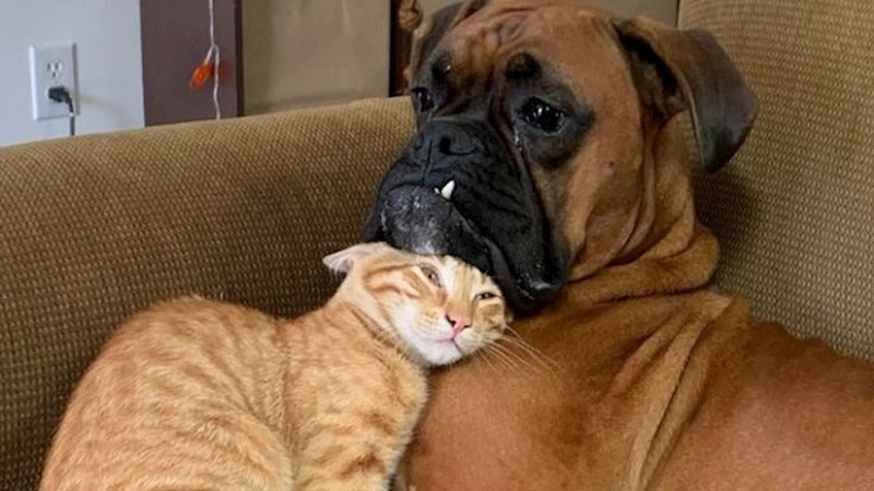 Preslatke fotke kućnih ljubimaca koje će vam definitivno popraviti dan