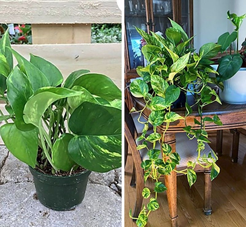 "Cvijet koji je moja mama naručila i cvijet koji je dobila"