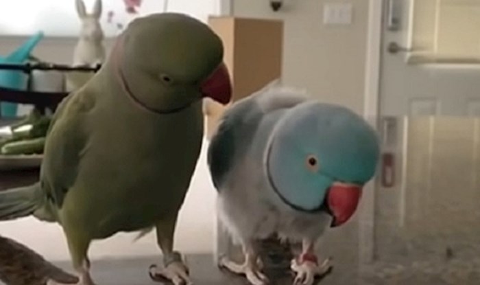 Ove papige pričaju kao ljudi, snimka je nevjerojatna