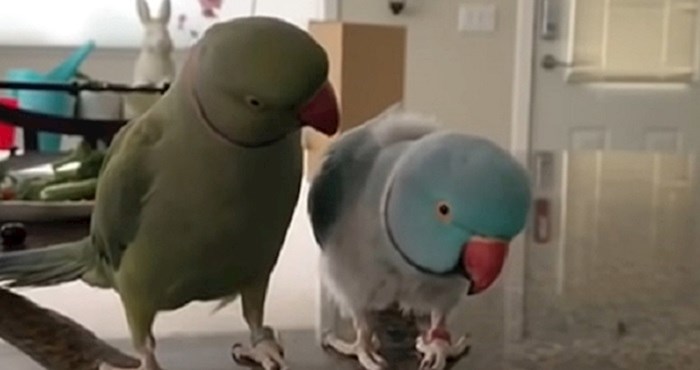 Ove papige pričaju kao ljudi, snimka je nevjerojatna