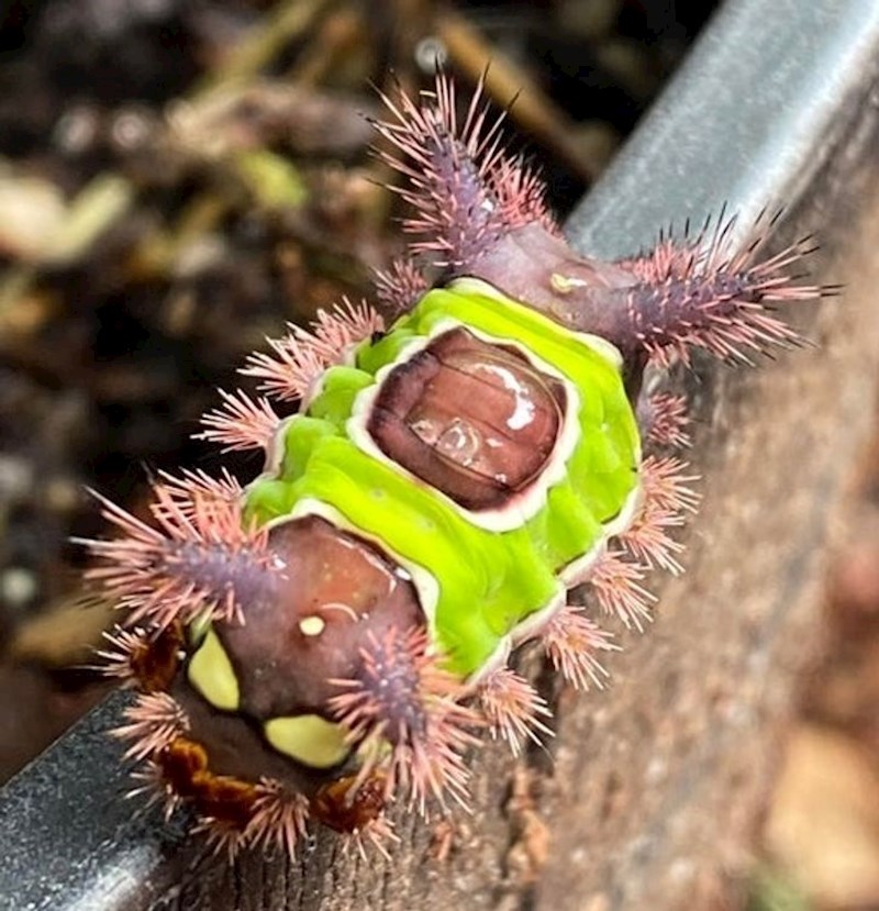 "Gusjenica prilično neobičnog izgleda koju sam pronašao u Sjevernoj Georgiji"