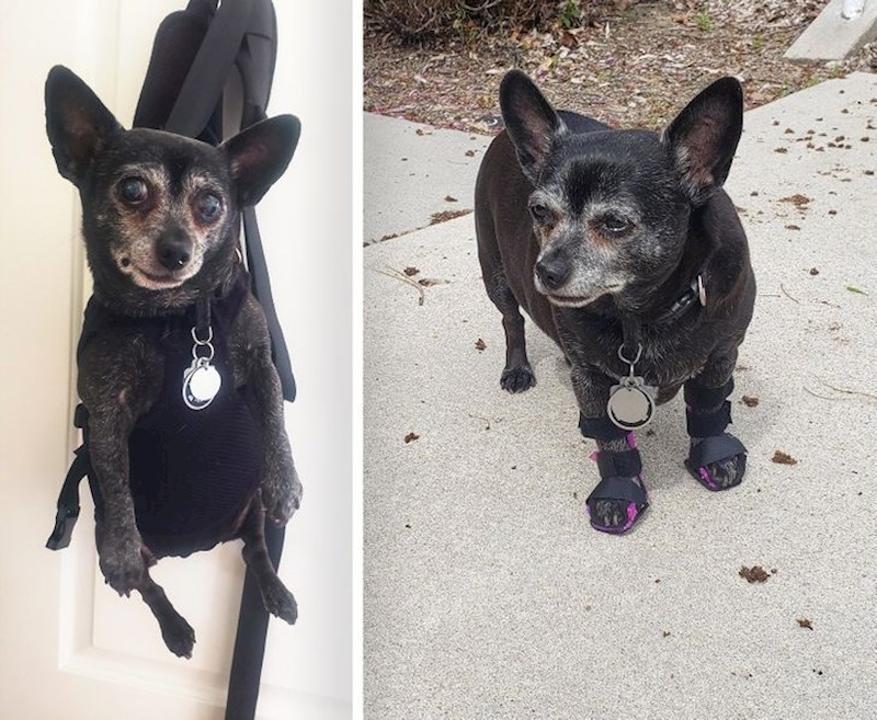 Psa su boljele noge, pa mu je vlasnik napravio posebnu obuću