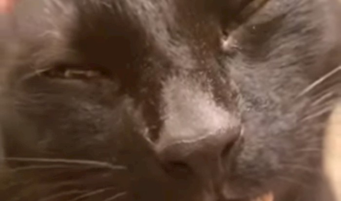 VIDEO Morate vidjeti izraze lica ove mačke kad ju vlasnica češlja