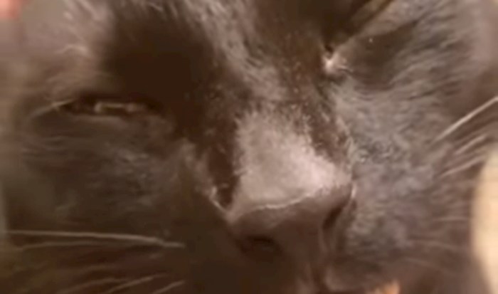 VIDEO Morate vidjeti izraze lica ove mačke kad ju vlasnica češlja