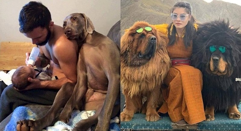 24 fotke zbog kojih ćete poželjeti imati velikog psa u svom životu