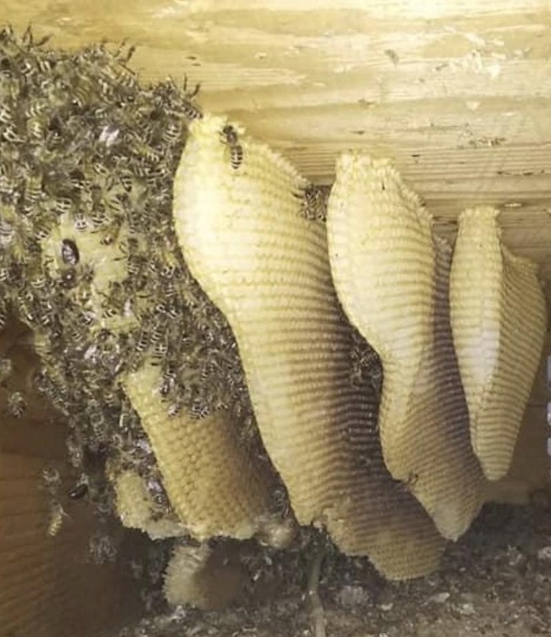 "Ovo je bilo u zidu naše kuće, moja sestra je čula neobične zvukove iz svoje sobe..."