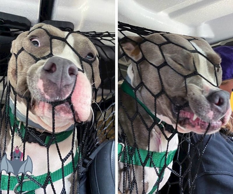 Kako se on vozi u autu: