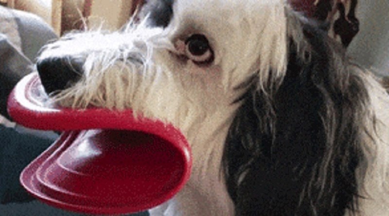 Vlasnici ovog šašavog psa valjali su se od smijeha kada su vidjeli što ima u ustima