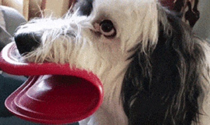 Vlasnici ovog šašavog psa valjali su se od smijeha kada su vidjeli što ima u ustima