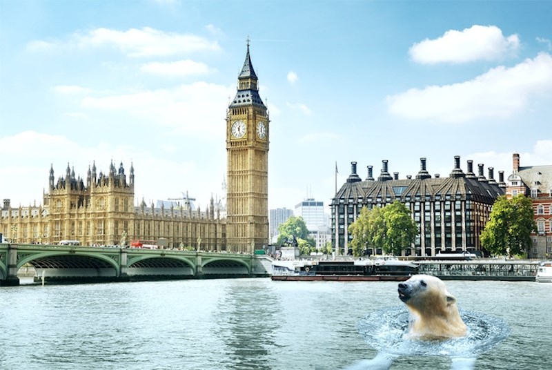 Jedan od monarha imao je medvjeda kao kućnog ljubimca. Bijeli medvjed živio je na obali Temze.