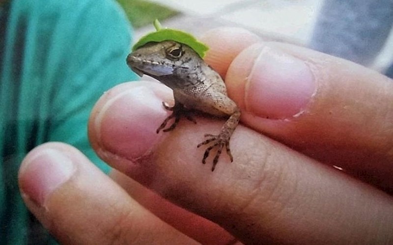 "Pronašao sam guštera sa šeširom"