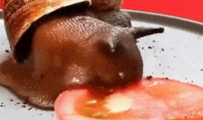 Ova ubrzana snimka puža kako jede rajčicu je prilično jeziva