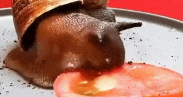 Ova ubrzana snimka puža kako jede rajčicu je prilično jeziva