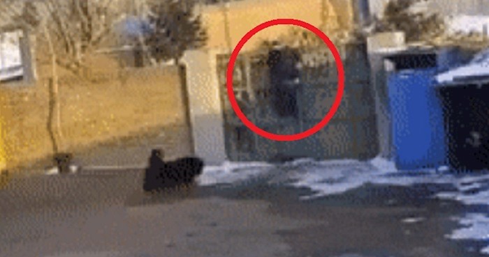 Tip se jedva popeo na vrata i pobjegao od bijesnog psa, no onda mu se dogodilo nešto najgore