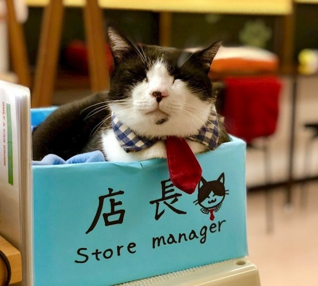 Kafić gdje su mace dobrodošle, čak je i upravitelj ovaj mačak