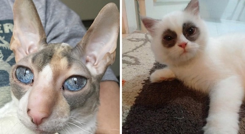 20 mačaka koje izgledaju tako neobično da je teško povjerovati da nisu fotošopirane