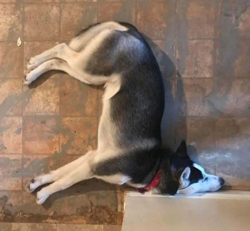 Odmor nakon igre u psećem parku