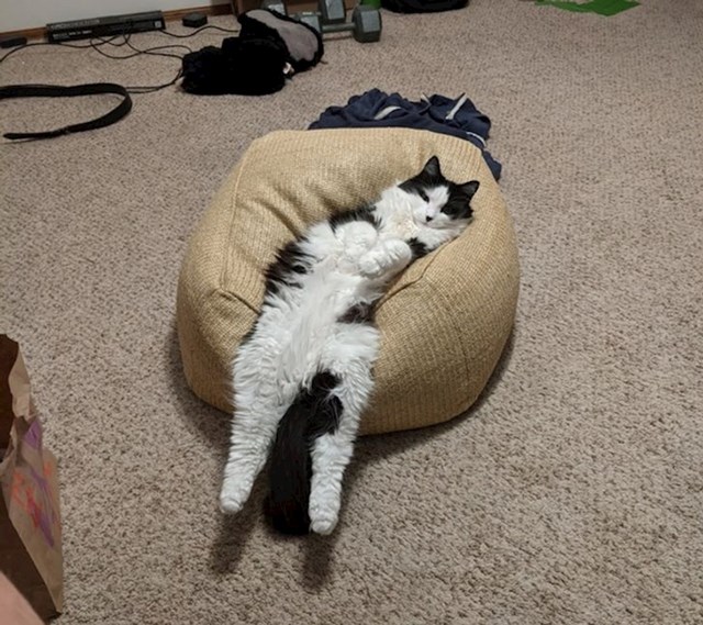 "Ovako moja mačka leži kada ja igram kompjuterske igrice"