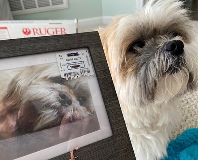 "Moj pas izgleda kao pas s okvira slike u dućanu"