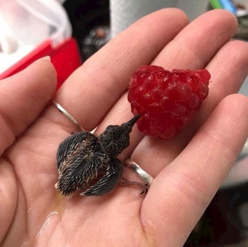 Kolibrić pije sok maline