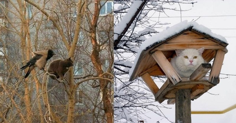 Mačke koje misle da su ptice