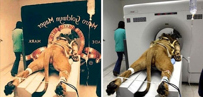 Metro-Goldwyn-Mayer uvodna špica