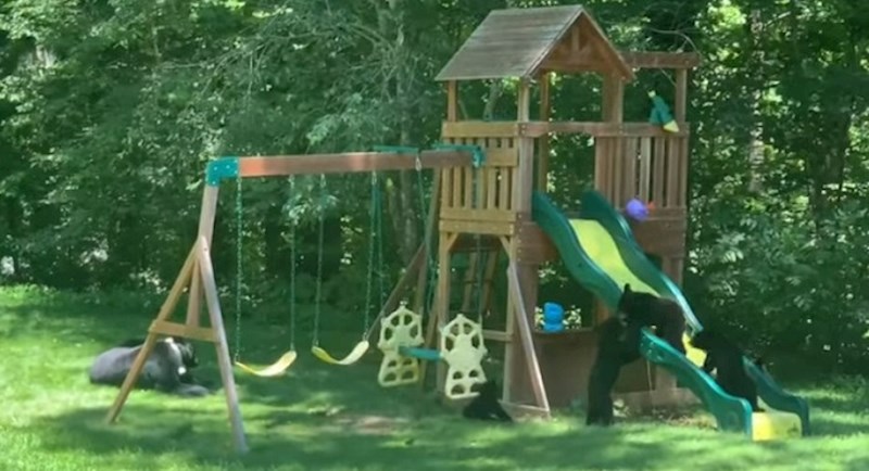 Kamera na obiteljskoj kući snimila je ovu obitelj medvjeda, snimka je nevjerojatna