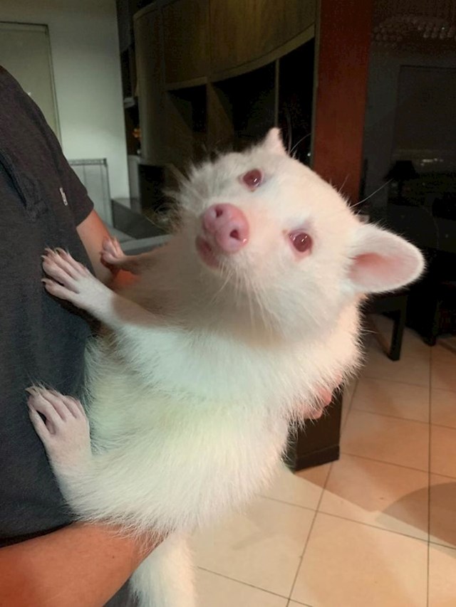 Albino rakun