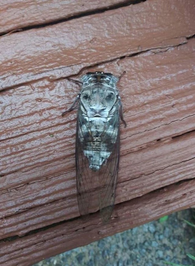 Lav na insektu