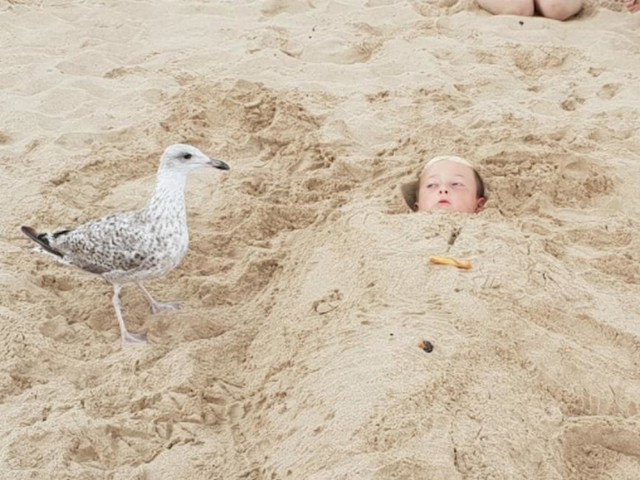 Jako se zabavljao dok nije došao galeb :D
